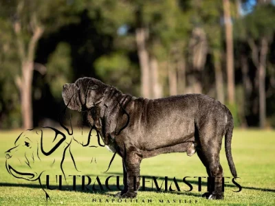Stud Service – Neapolitan Mastiff