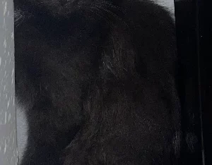 8 week old kitten for sale