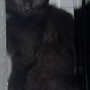 8 week old kitten for sale