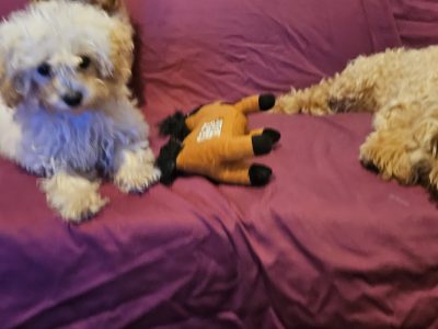 Toy Poodle – Croydon