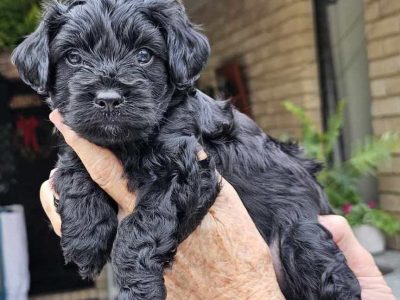 Moodle – Singleton Heights