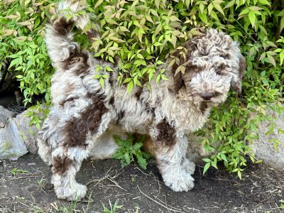 Poodle Standard – Tarlo