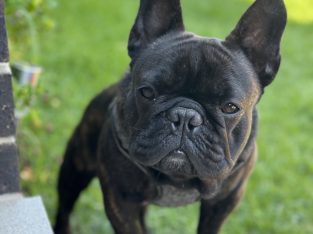 French Bulldog – Parramatta