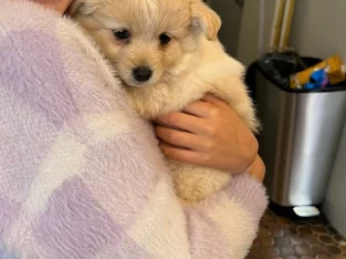 Adorable Pomeranian x Puppies for Sale!