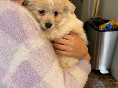 Adorable Pomeranian x Puppies for Sale!
