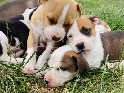 American Staffordshire Bull Terrier – Mickleham