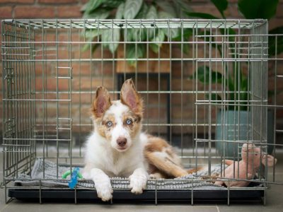 Puppy Crate Training Tips