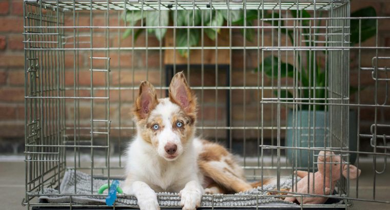 Puppy Crate Training Tips