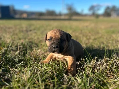 Bandog pups
