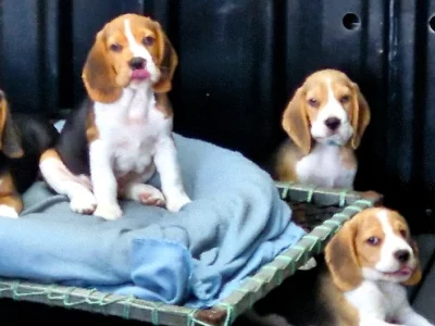 Beagle – Bundaberg Central