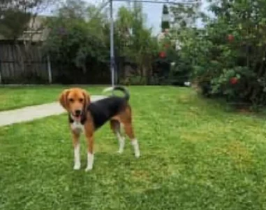 Beagle x 2 years old