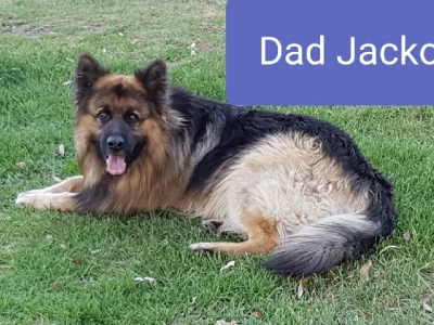 Beautiful German Shepherd puppies for sale