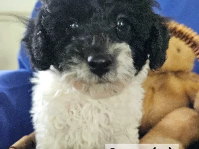 Bichoodle – Proston