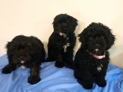 Black Cavoodle – Chinchilla