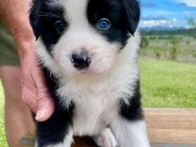 Border Collie – Gladstone Central