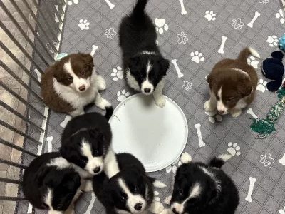 Border Collie – Glossodia