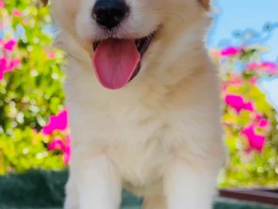 Border Collie – Midland