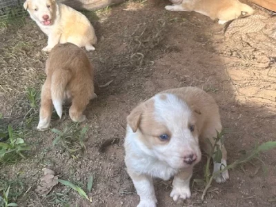 Border Collie – Mudgeeraba