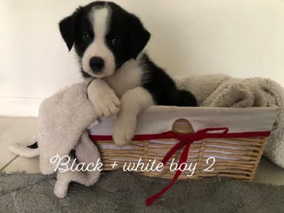 Border Collie – Mackay