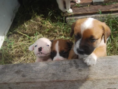 Boxer – Kaya Palliaer