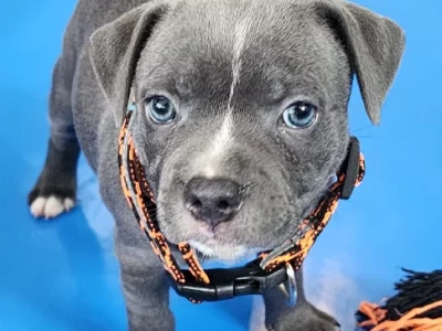 British Blue Staffy Pups for Sale