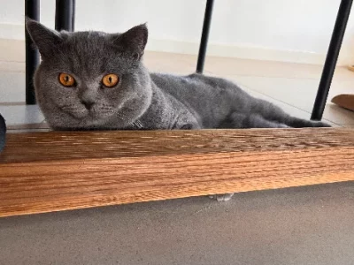 British short hair Blue