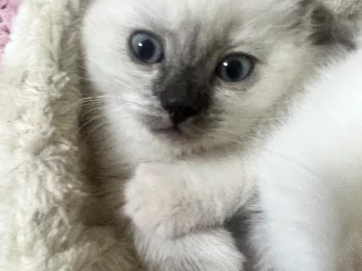 British Shorthair – Peakhurst