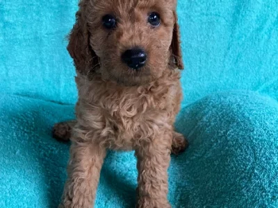 Cavoodle – Brighton