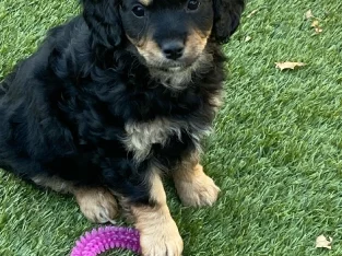 Cavoodle puppies for sale