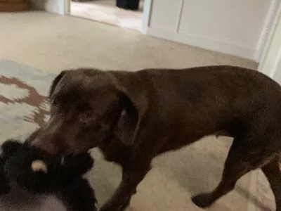Chocolate 2 1/2yrs Labrador Desexed Girl