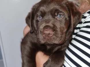 Chocolate Labrador puppies