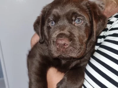 Chocolate Labrador puppies