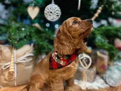 Cockalier- Cocker Spaniel x King Charles Cavalier