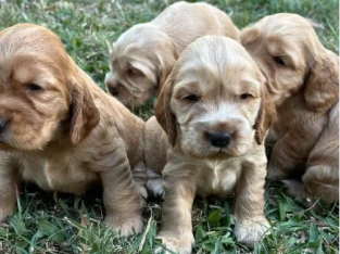 Cocker Spaniel Puppies