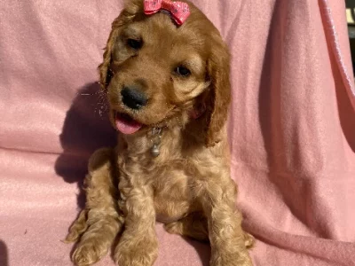 Cocker spaniel puppies ready now