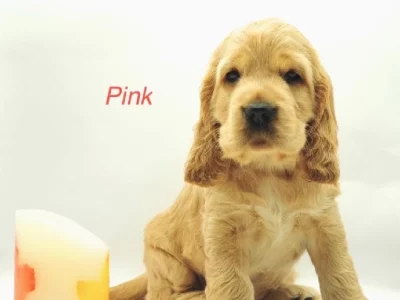 Cocker Spaniel – Upper Coomera