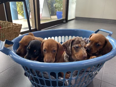 Dachshund – Arana Hills