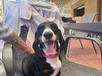 Dachshund – Attadale