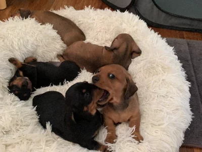 Dachshund – Barellan Point