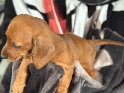 Dachshund – Blacktown