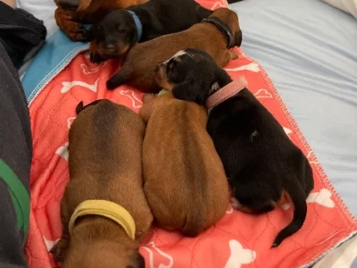 Dachshund – South West Rocks