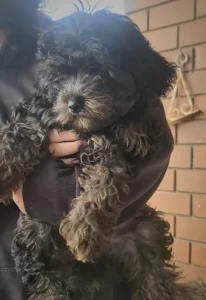 F1 Cavoodle boy- Alec