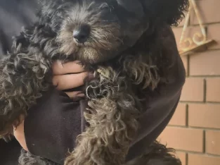 F1 Cavoodle boy- Alec