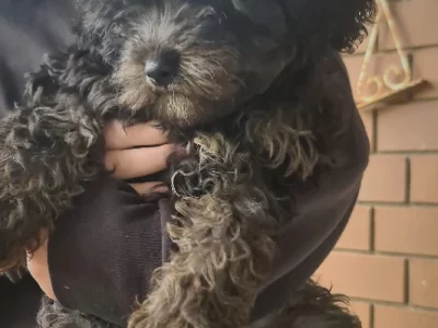 F1 Cavoodle boy- Alec