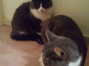 Female Cats x 2