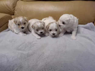 Four Moodles For Sale