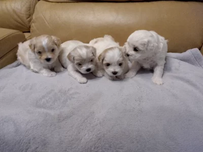 Four Moodles For Sale