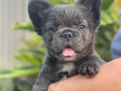 French Bulldog – Burpengary