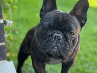 French Bulldog – Parramatta