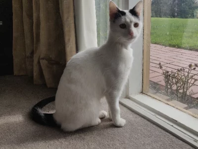 Friendly 1 year old domestic cat. Price includes cat accessories